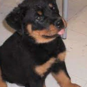 Hey there, I'm Lizzie!